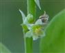  Cymule with 3 male flowers